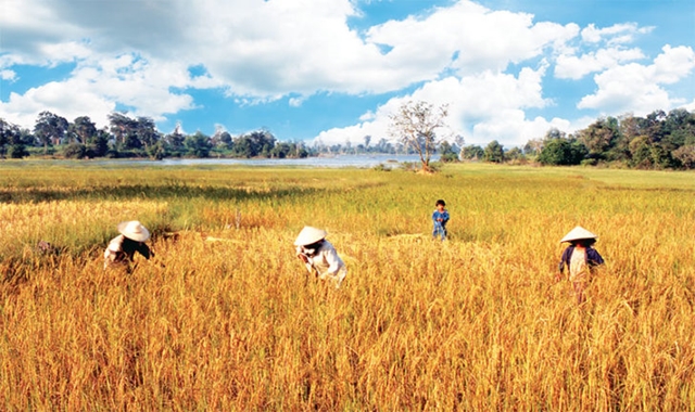 จีดีพีเกษตรทรุด ปี’63 พิษโควิด-ภัยแล้ง หดตัวติดลบ 3.4%