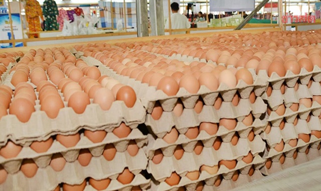 เริ่มแล้ววันนี้ ฟาร์มไข่ ลดราคาหน้าฟาร์ม หลังถูกรายใหญ่ขายตัดราคา